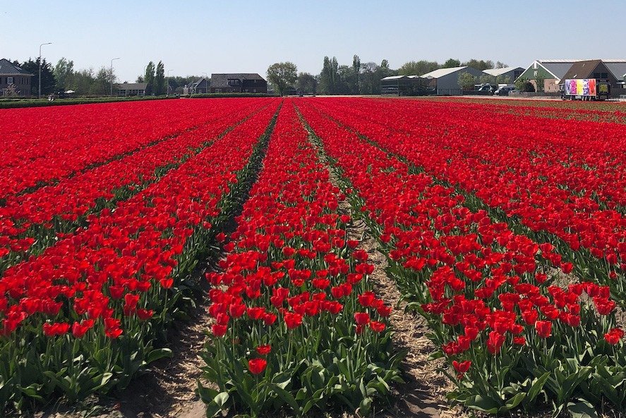 Rows of vivid red tulips
