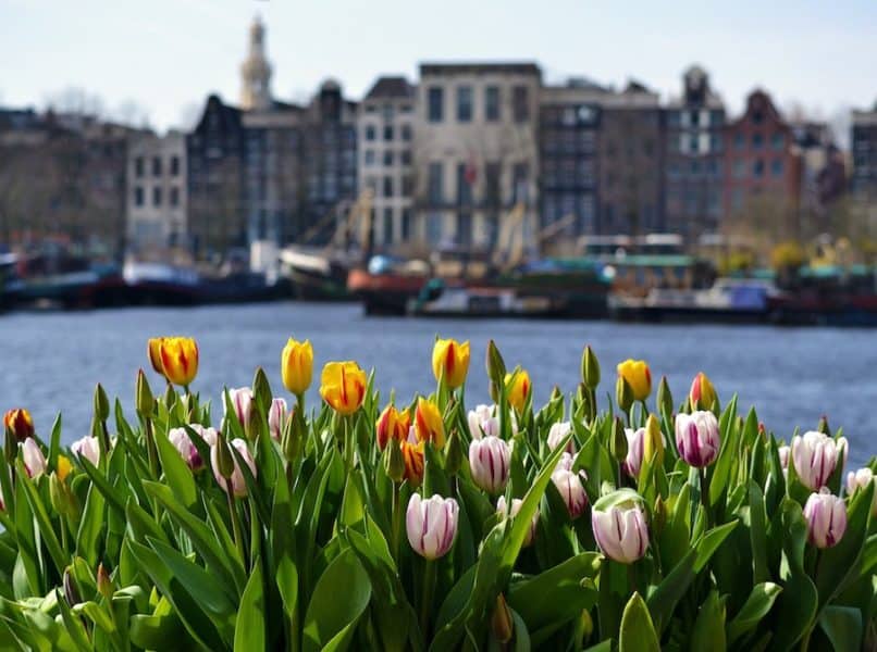 Amsterdam tulips along the canals in Amsterdam with the city houses in the backgorund