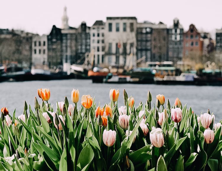 Amsterdam and tulips