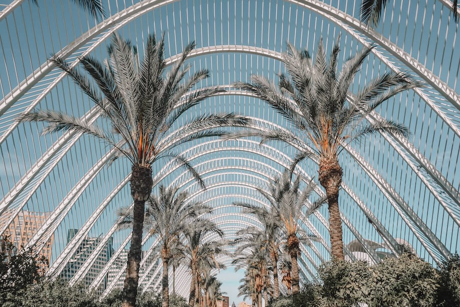 Palm trees and blue skies in the Umbracle