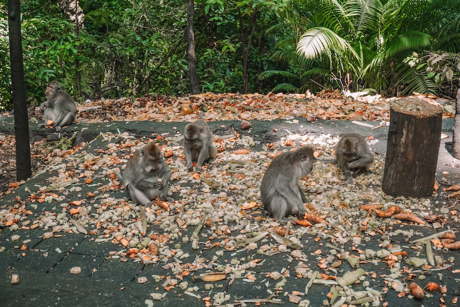 Monkey's on the ground eating