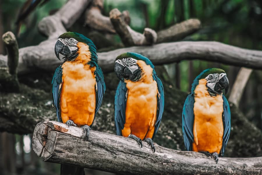 Things to do in Singapore for couples Jurong Bird Park