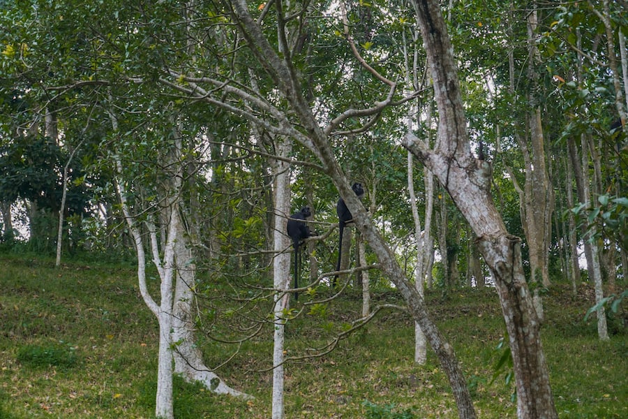 Black monkeys sitting in trees