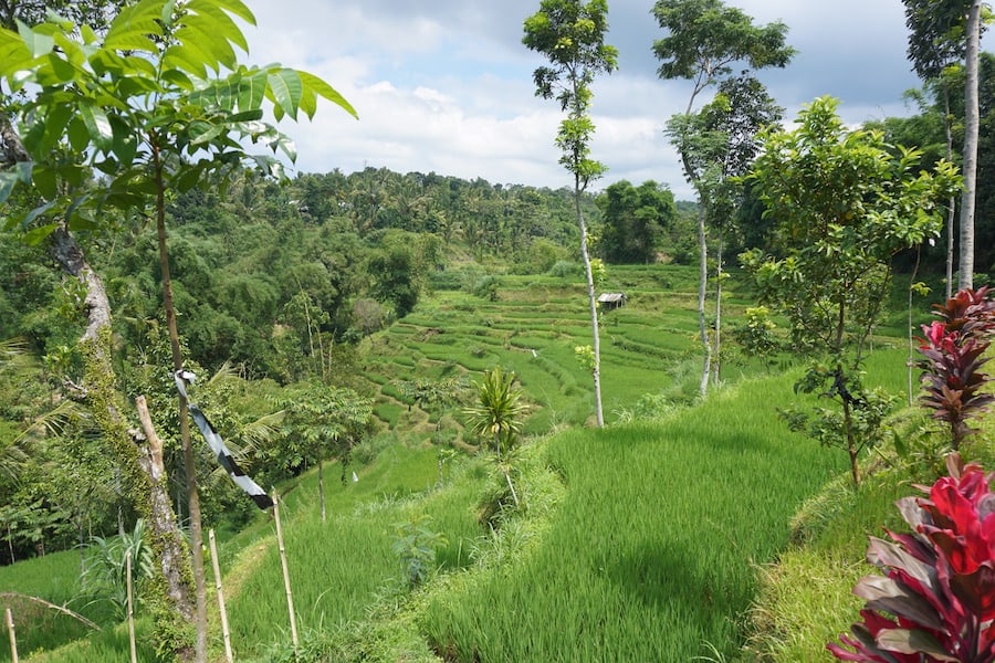 Tetebatu rice fields