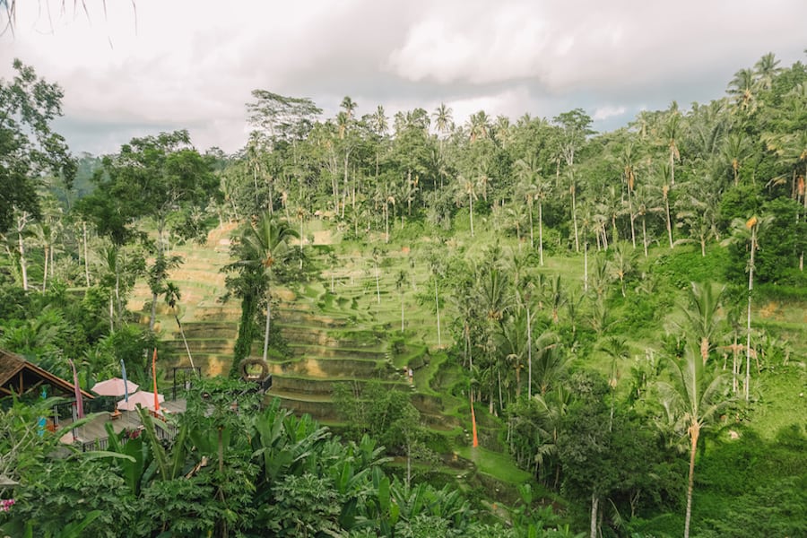 Tegalalang Rice Terraces