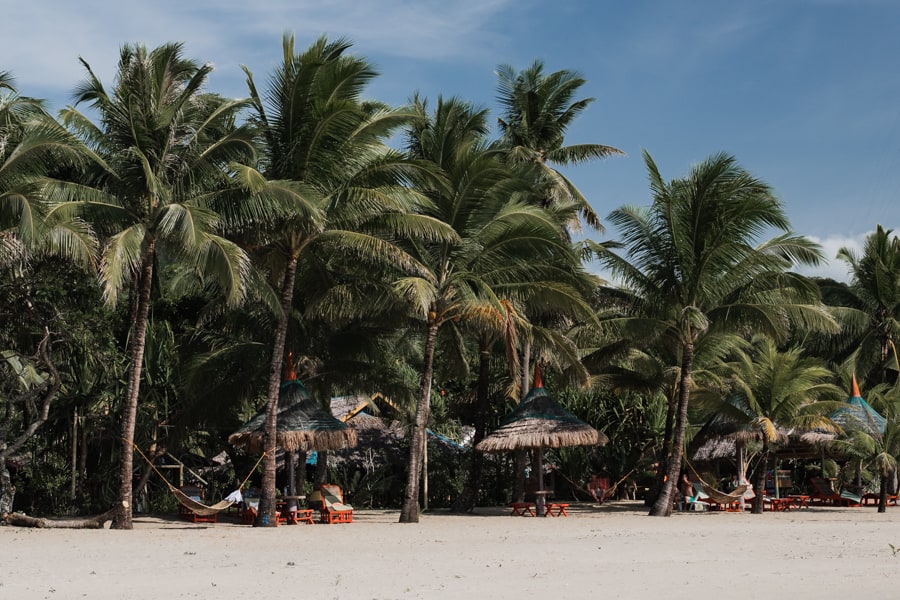 Palm trees on a beach