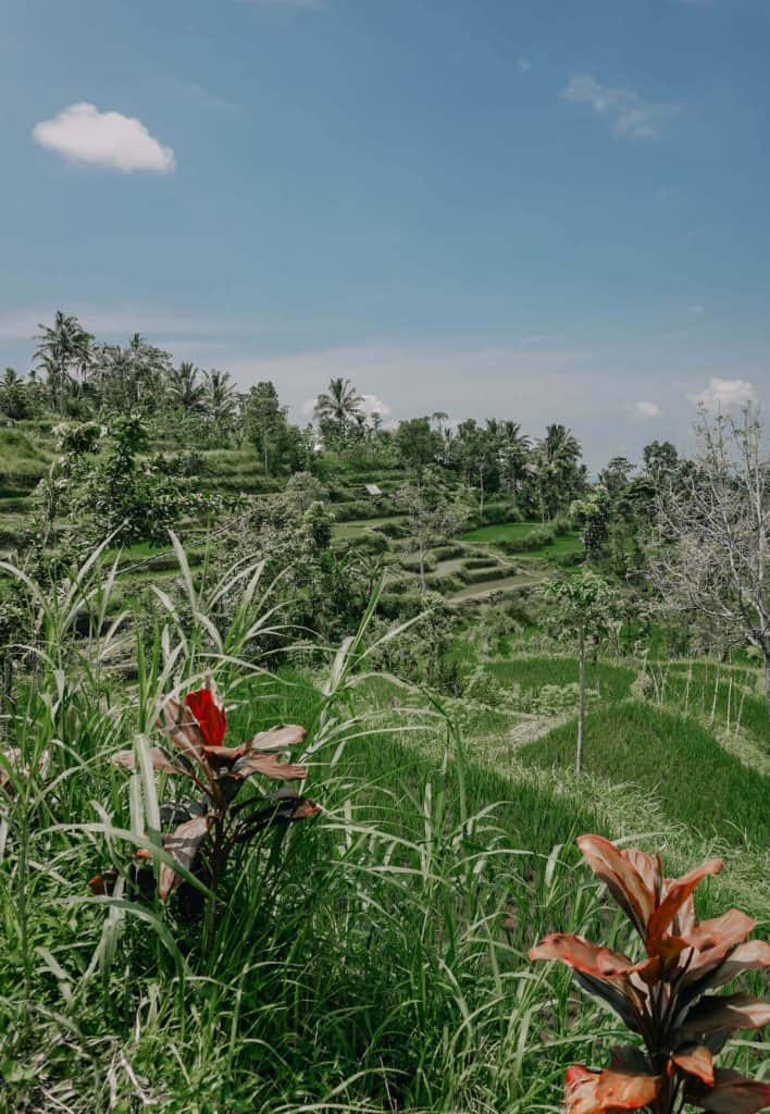 Lombok rice fields