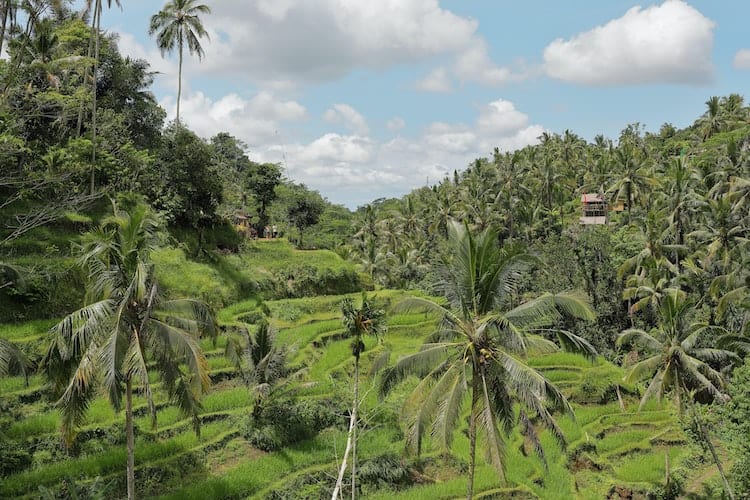 Bali Rice Field: Best Guide to Tegalalang Rice Terrace