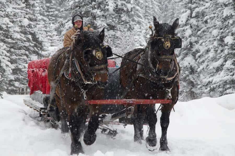 Sleigh ride through Banff wilderness