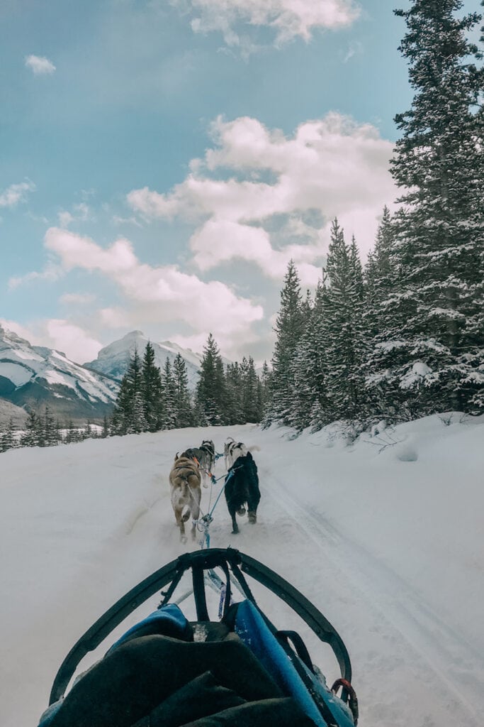 Banff winter activities - Dog Sledding 