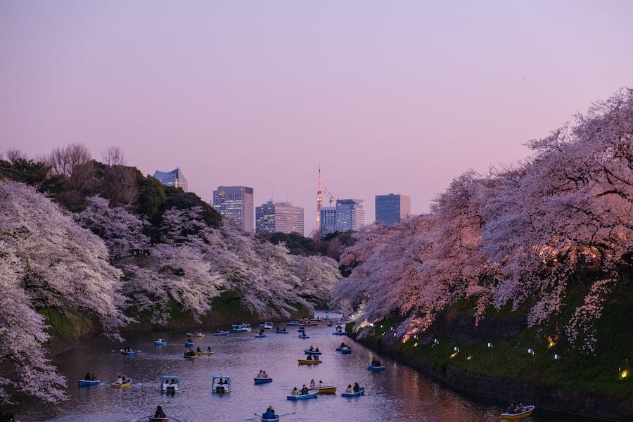 Cherry blossoms on bloom along a river