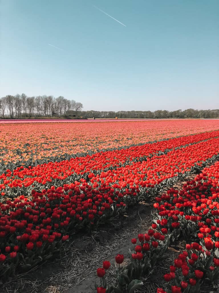 red tulips in the Netherlands
