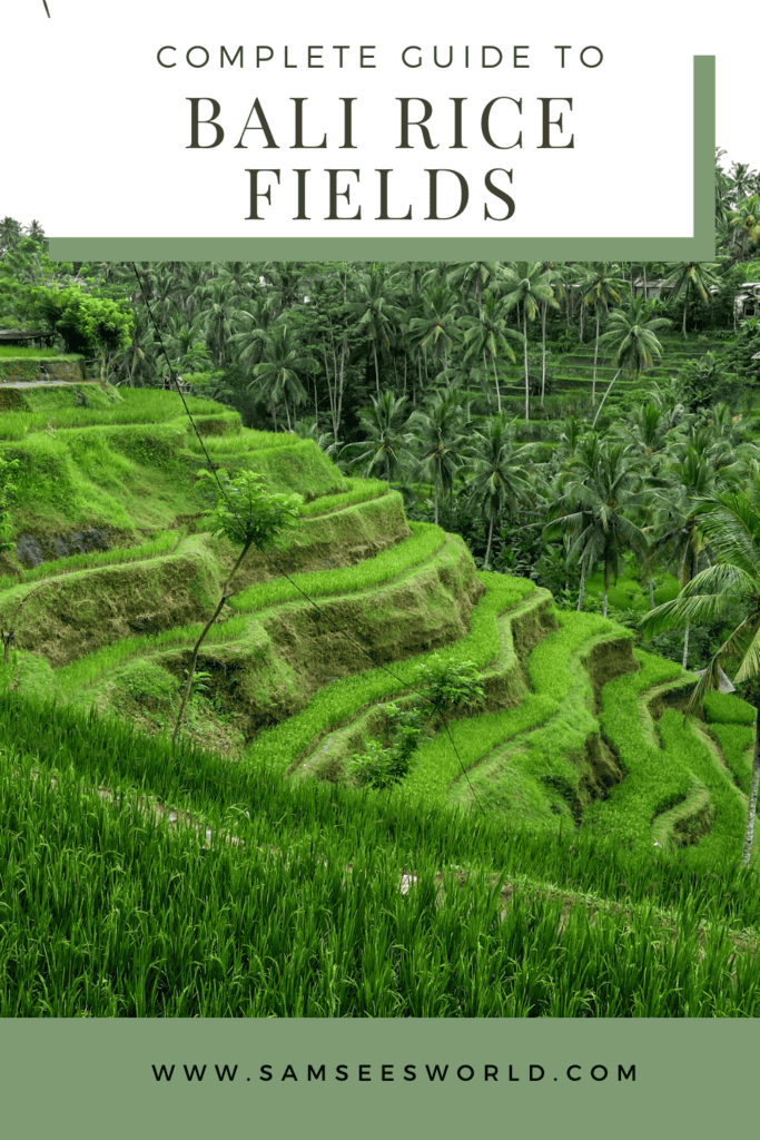  Bali rice field pin