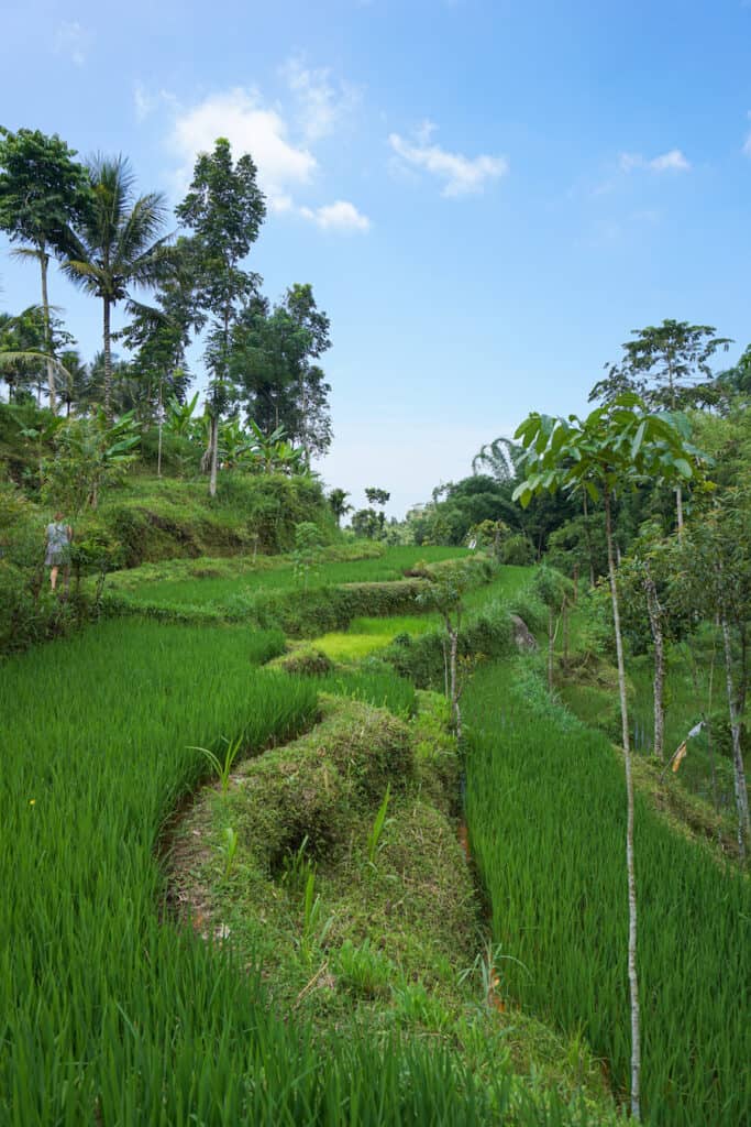 Rice terraces in Lombok