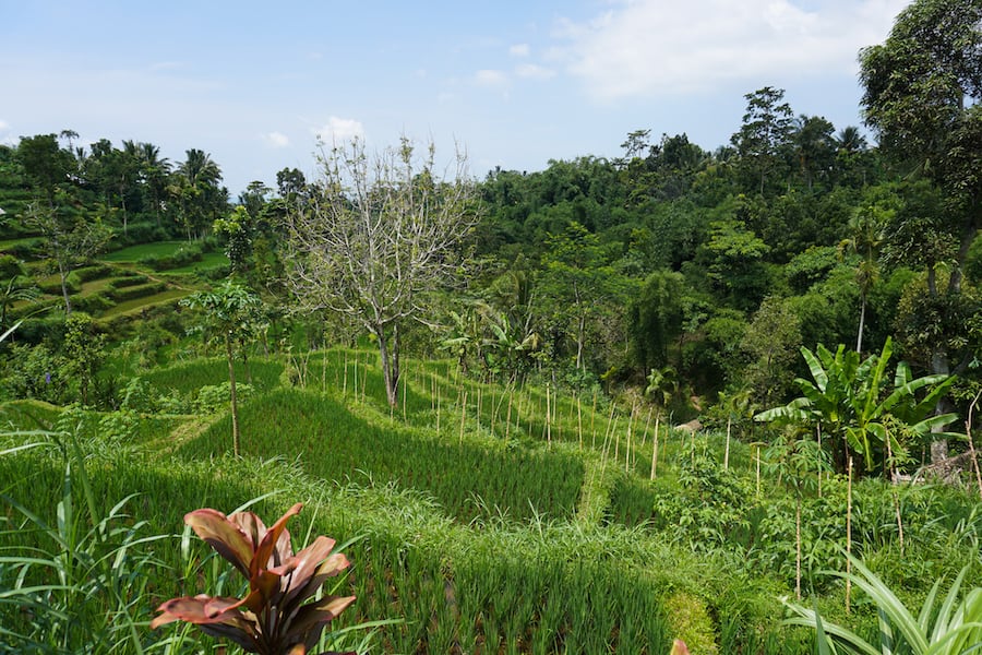Tetebatu Rice Terraces