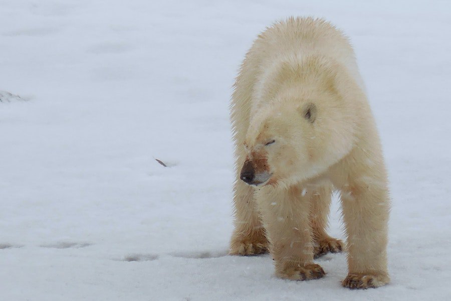 Polar bear on the snow