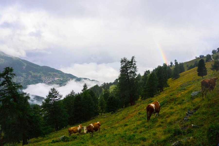 Cows on a mountain side