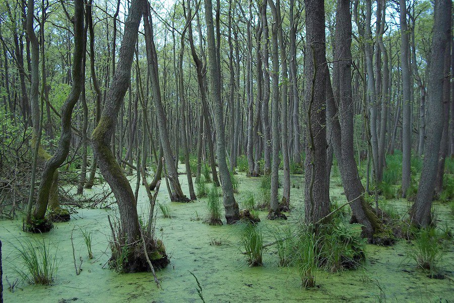Swampy marsh 