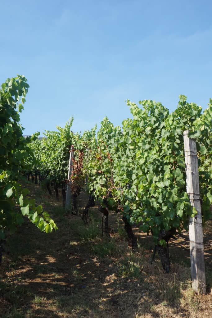 Savina Winery Fields
