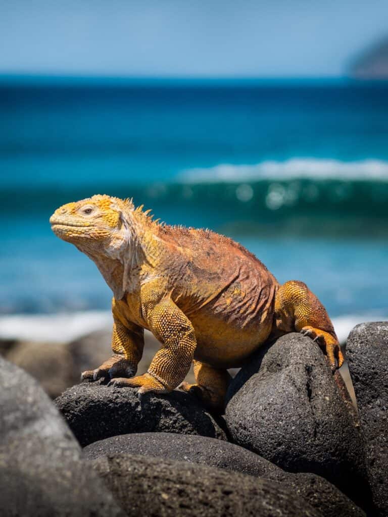 Animal in Galapagos