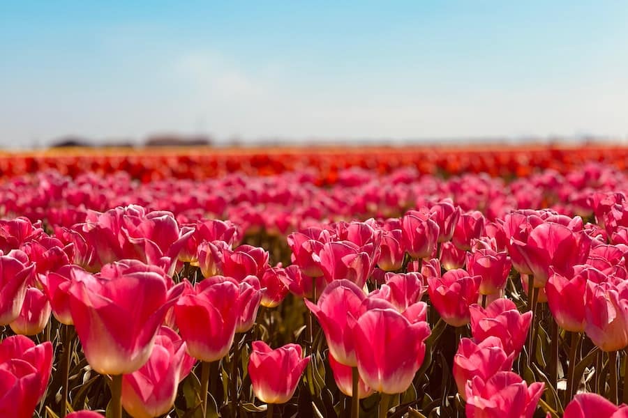 Pink tulips in a large field