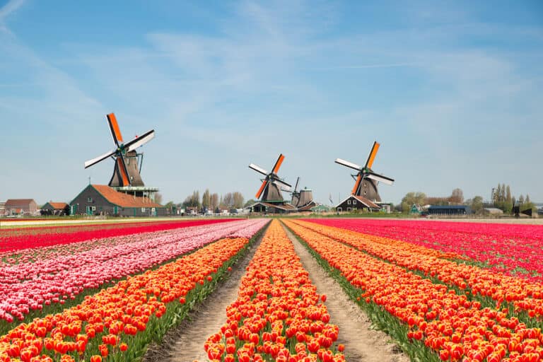 Netherlands Tulip Fields Guide: 4 Best Tulip Fields in Holland