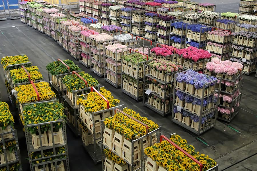 AALSMEER, NETHERLANDS - JUNE 6, 2011: Carts of variety of flowers staging at Aalsmeer FloraHolland auction market