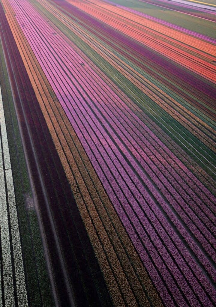 Aerial view of tulip fields