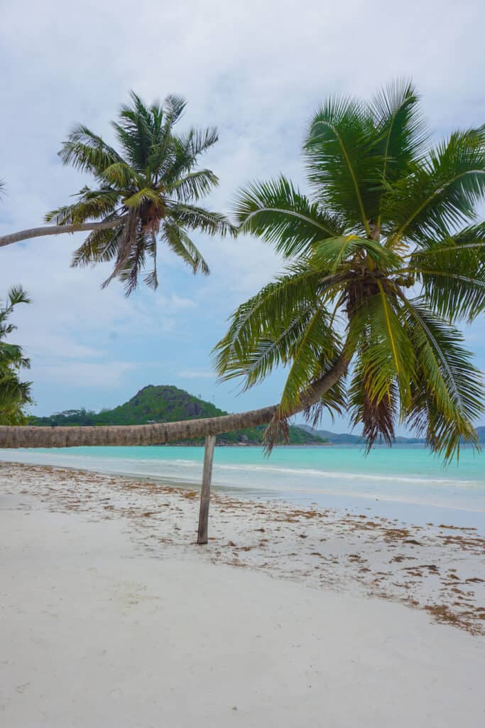 Bent palm tree on the beach