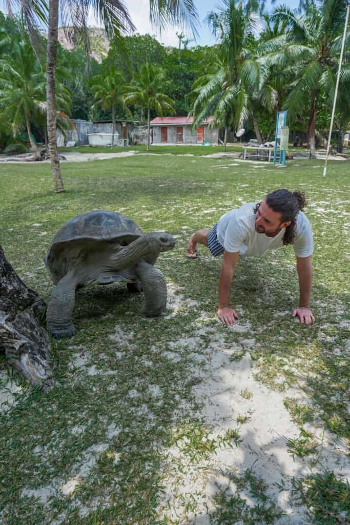 Giant tortoises roaming freely in Seychelles