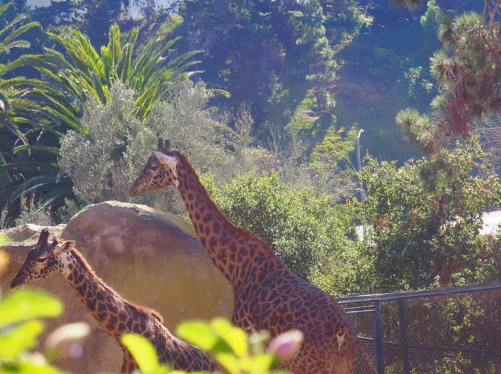 Masai giraffes at the Santa Barbara, California zoo