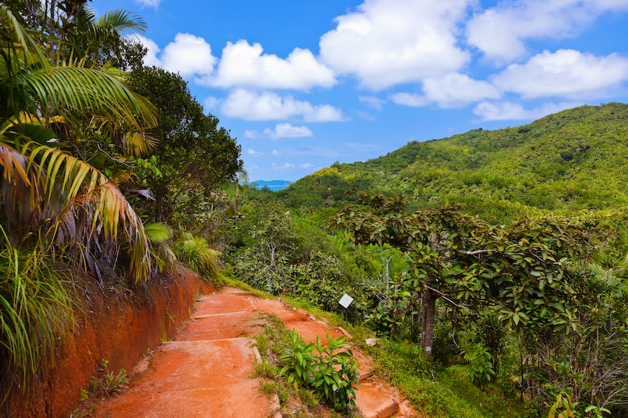 Pathway in jungle - Vallee de Mai - Seychelles - travel backgroun