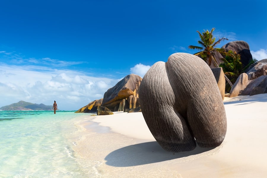 Coco de mer or sea coconut, or double coconut is the largest and sexiest nut in the world. Ð¡oco de mer on the beach, Seychelles