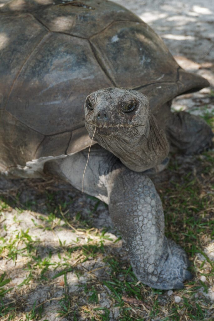 Tortoise in Seychelles