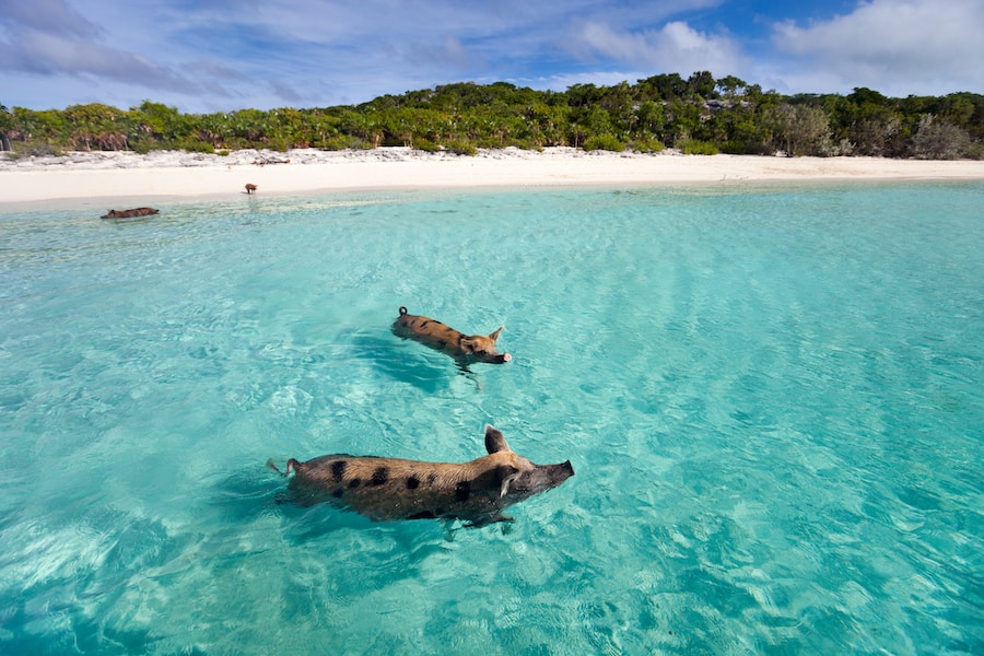 Swimming pigs of the Bahamas in the Out Islands of the Exuma