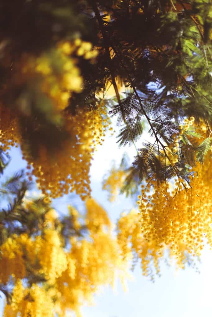 Mimosa flowers