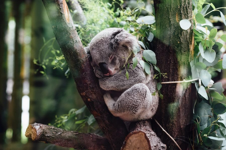 Koala at the zoo