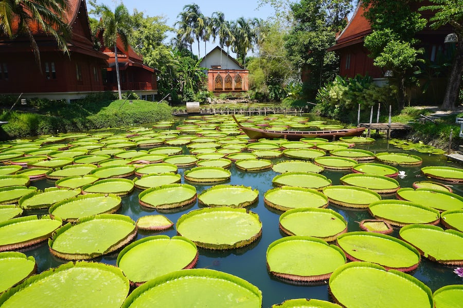 Giant Green lotus leaves on the water; pond at Ma Doo Bua Cafe and Restaurant