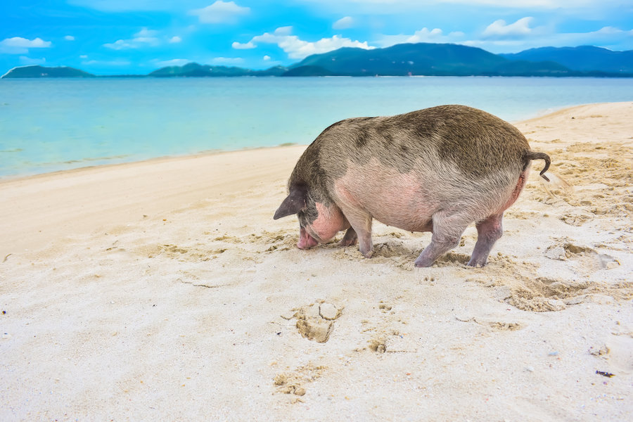Cute big pig was standing in front of the sea and looking for food on the sand beach at Madsum island, Thailand. Popular pig on seaside in paradise island. Travel in summer. Boar and scenery of sea.