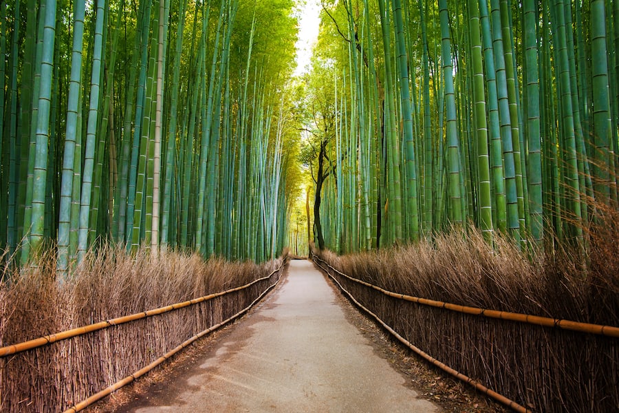 Bamboo Forest in Japan, Arashiyama, Kyoto