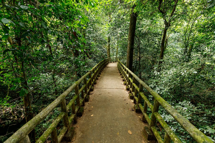 Leaves and Trees in the Jungle of Cuc Phuong National Park in Vietnam