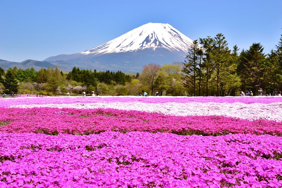 Pink moss field and Mt. Fuji with clear blue sky