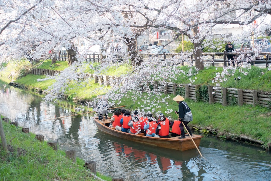 March 2019 - Kawagoe, JAPAN: Koedo Kawagoe Spring Festival is a festival held during spring at Kawagoe, Saitama, allowing tourist to  enjoy view of cherry blossom on boat along Shingashi River.