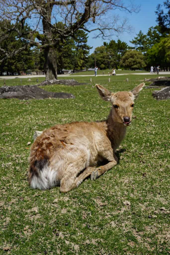 Nara Deers