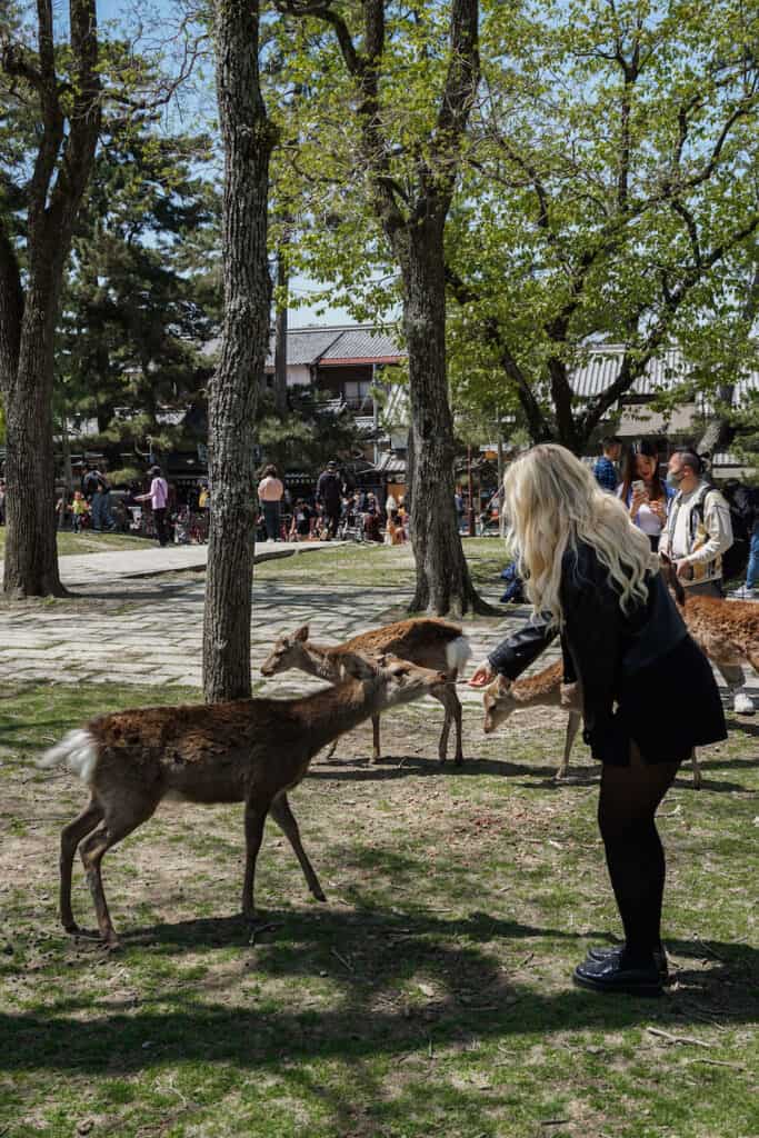 Nara Deers