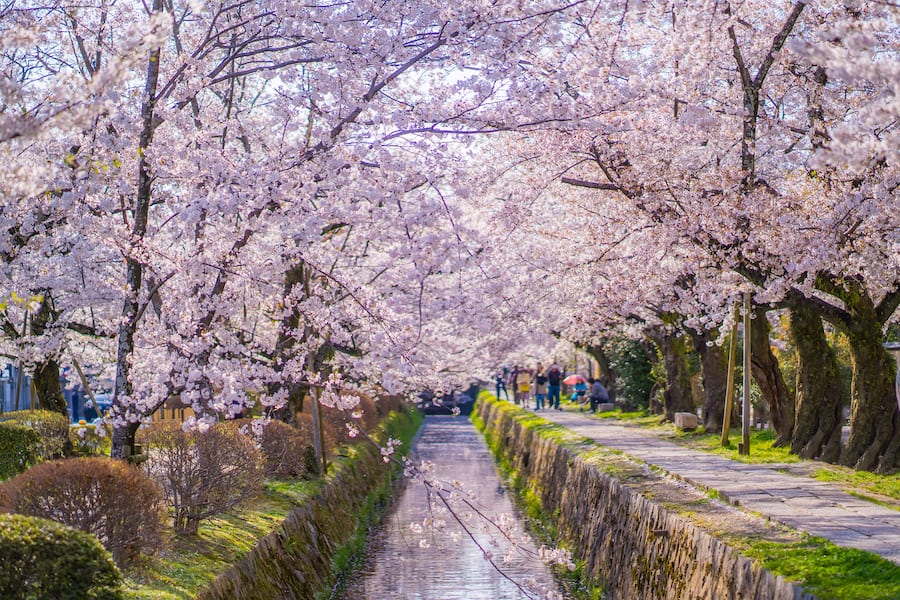 Spring scenery in Kyoto, Japan, the path of philosophy, cherry blossoms