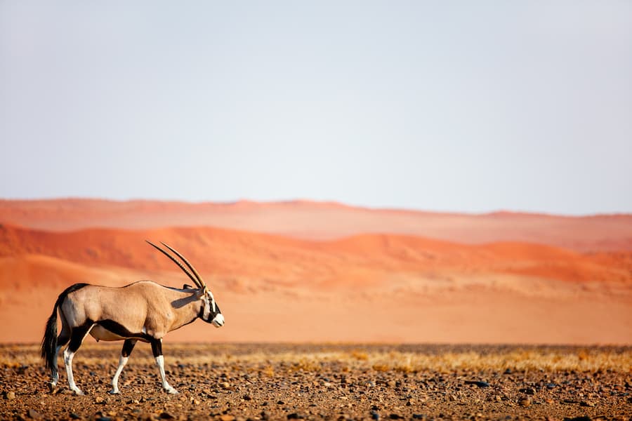 Oryx antelope walking against red sand dunes of Sossusvlei in Namib desert Namibia