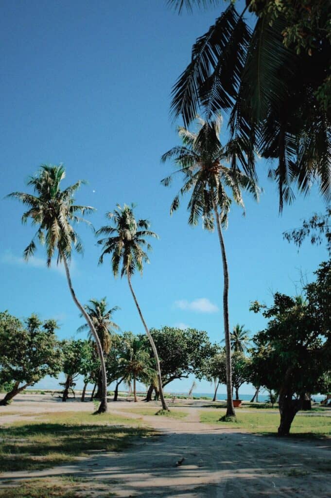 Palm trees in Maafushi