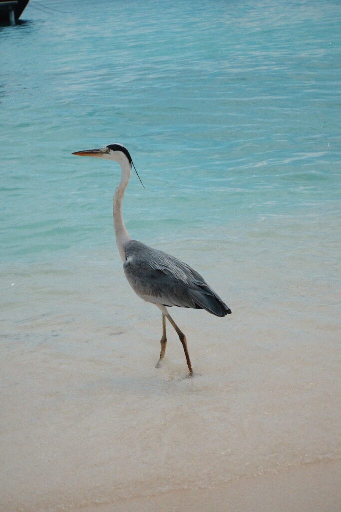 Bird in the Maldives