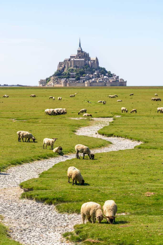 A flock of sheep grazing on the salt meadows around the Mont Saint-Michel tidal island, situated on the limit between Normandy and Brittany in France, under a summer blue sky.